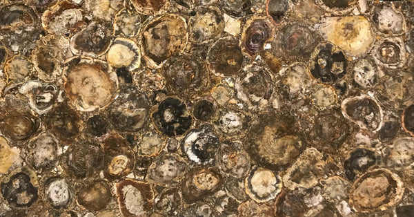 Petrified Wood Agate